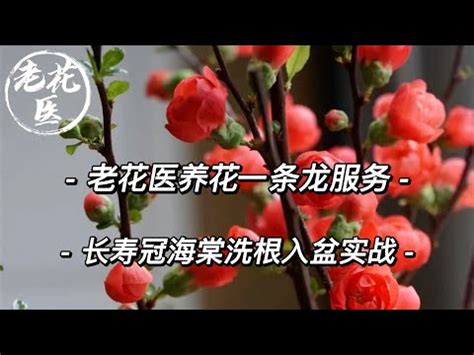 海棠花風水|【家種海棠花風水禁忌】海棠花的風水作用禁忌 